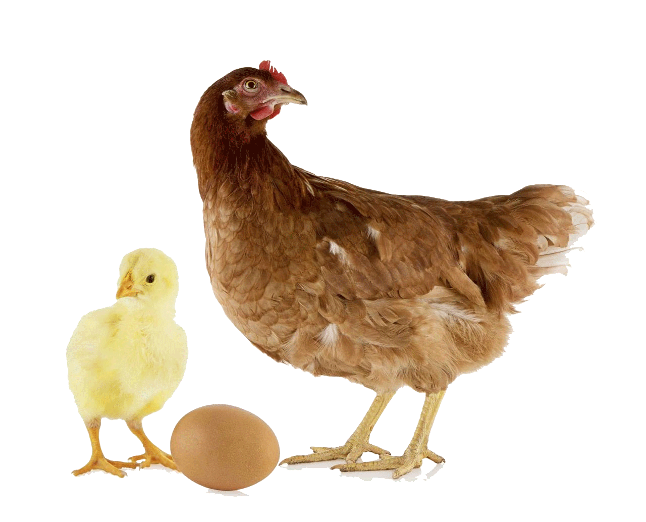 chicken